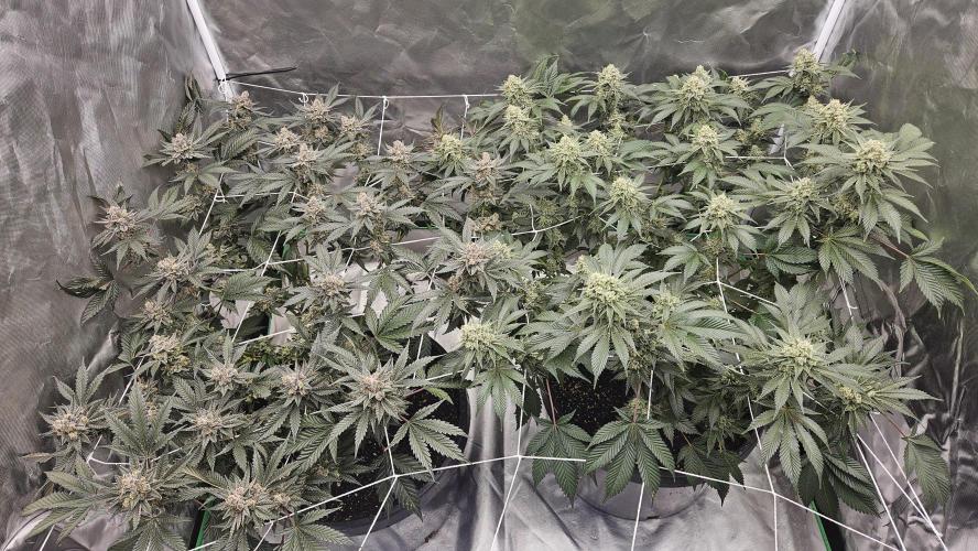 Can i get some purps. Week 15