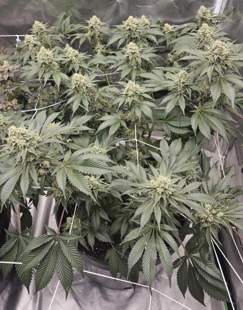 Can i get some purps. Week 15