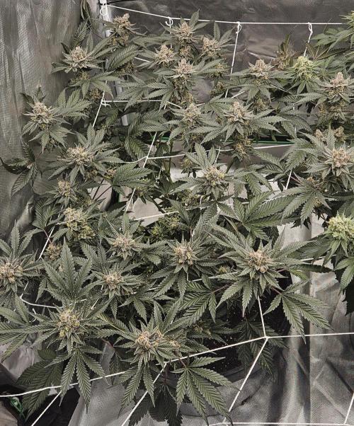 Can i get some purps. Week 15