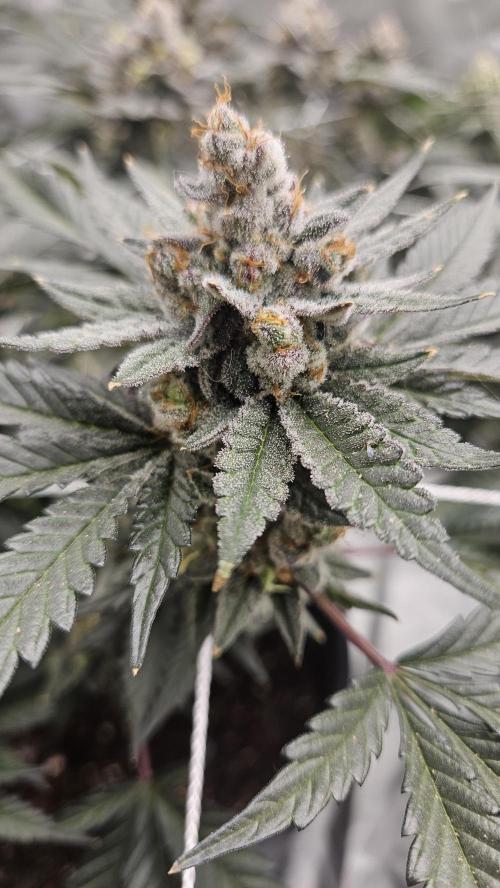 Can i get some purps. Week 15