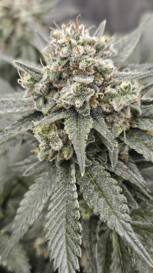 Can i get some purps. Week 15