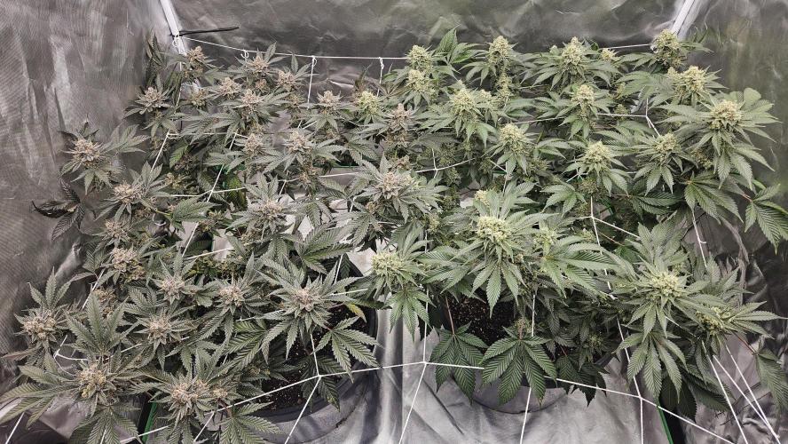Can i get some purps. Week 16
