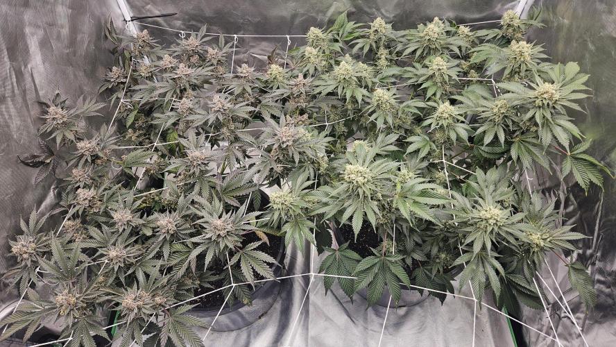 Can i get some purps. Week 16