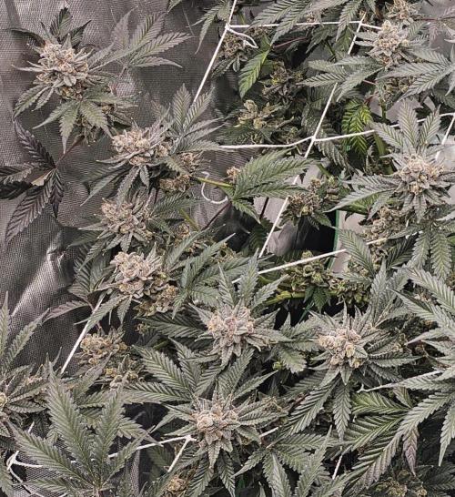 Can i get some purps. Week 16