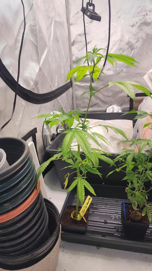 Smokey Joe's Grow. Week 1