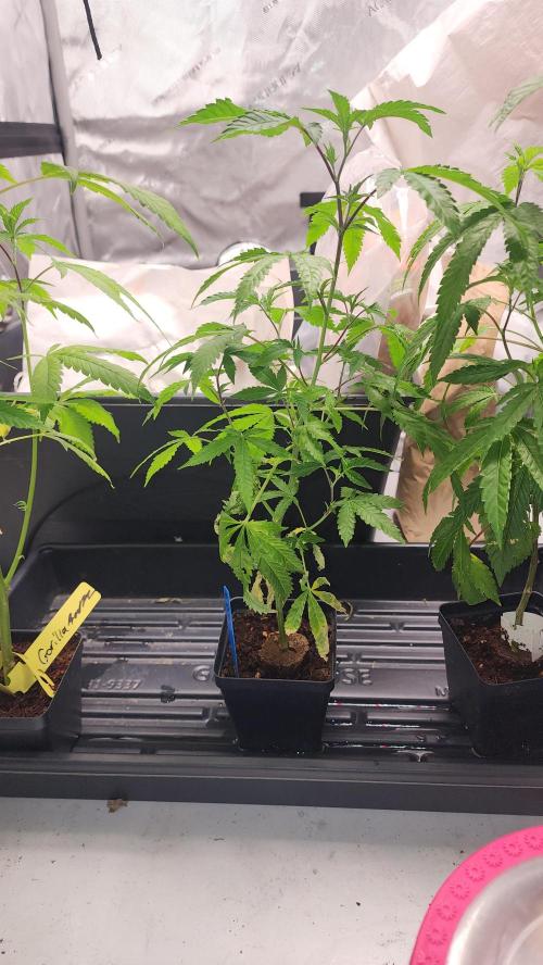 Smokey Joe's Grow. Week 1