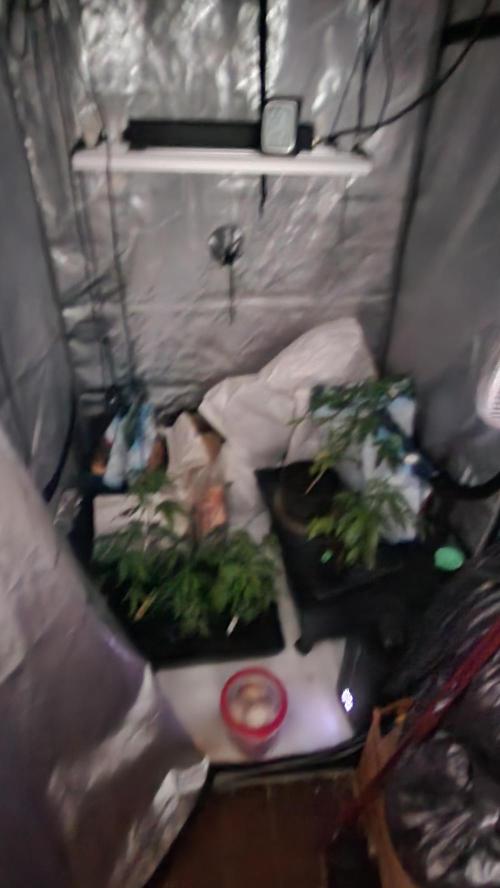 Smokey Joe's Grow. Week 1