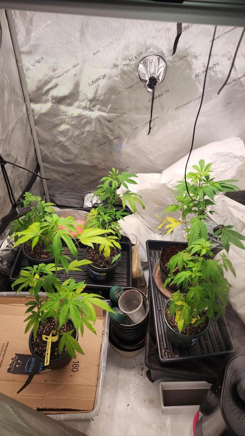 Smokey Joe's Grow. Week 1