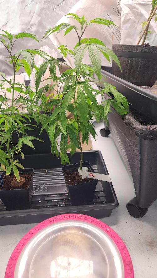 Smokey Joe's Grow. Week 1