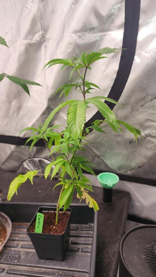 Smokey Joe's Grow. Week 1