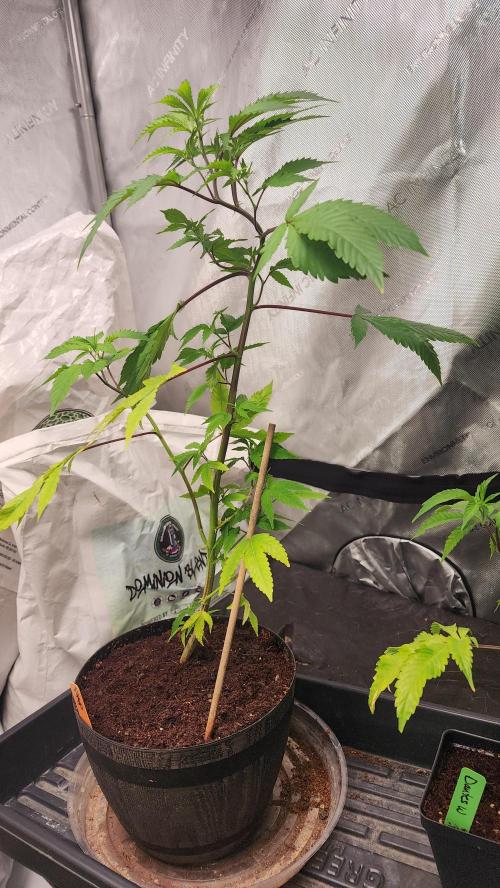 Smokey Joe's Grow. Week 1