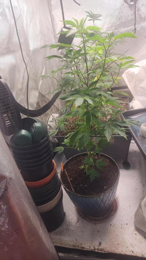 Smokey Joe's Grow. Week 2