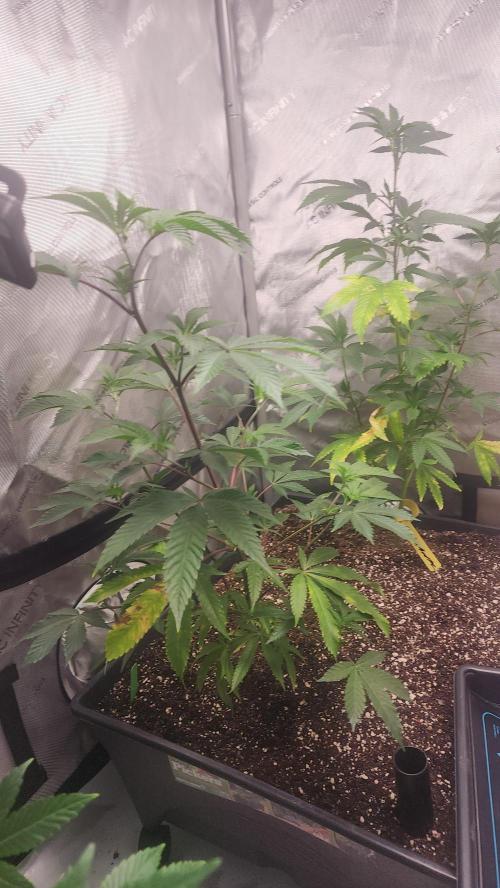 Smokey Joe's Grow. Week 2