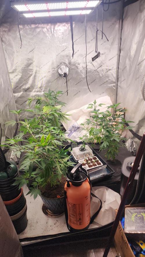 Smokey Joe's Grow. Week 2