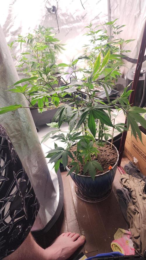 Smokey Joe's Grow. Week 2