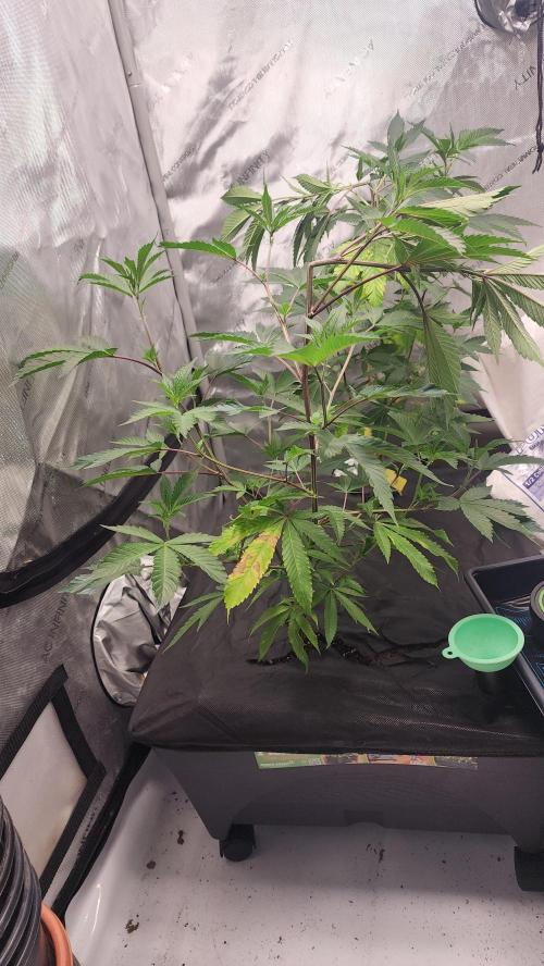 Smokey Joe's Grow. Week 2