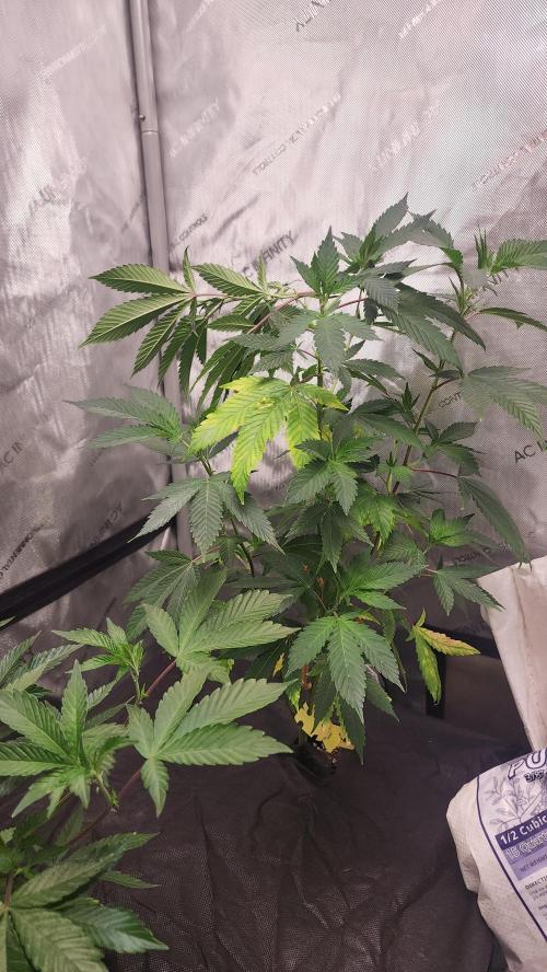 Smokey Joe's Grow. Week 2