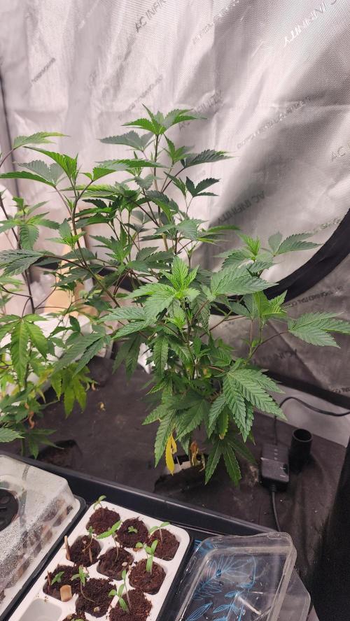 Smokey Joe's Grow. Week 2