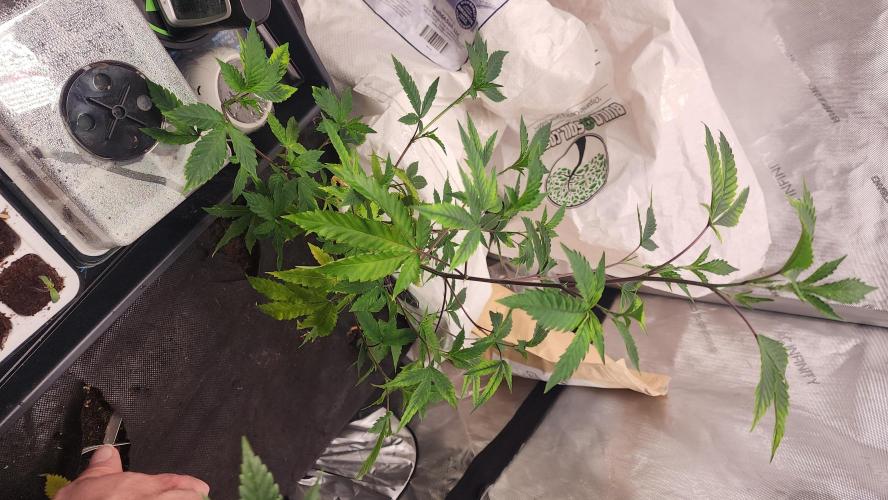 Smokey Joe's Grow. Week 2