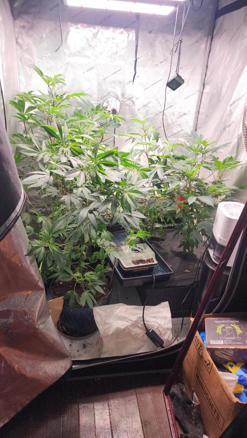 Smokey Joe's Grow. Week 3