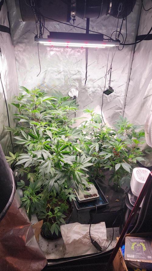Smokey Joe's Grow. Week 3