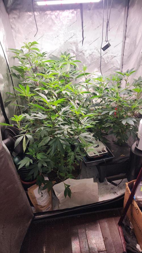 Smokey Joe's Grow. Week 4