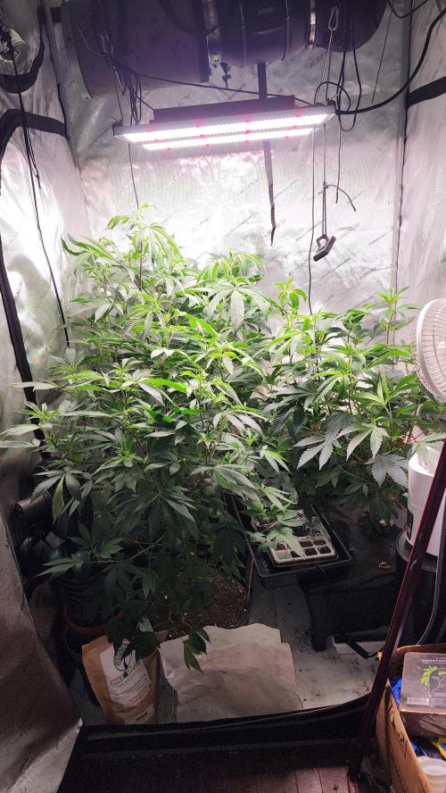 Smokey Joe's Grow. Week 4