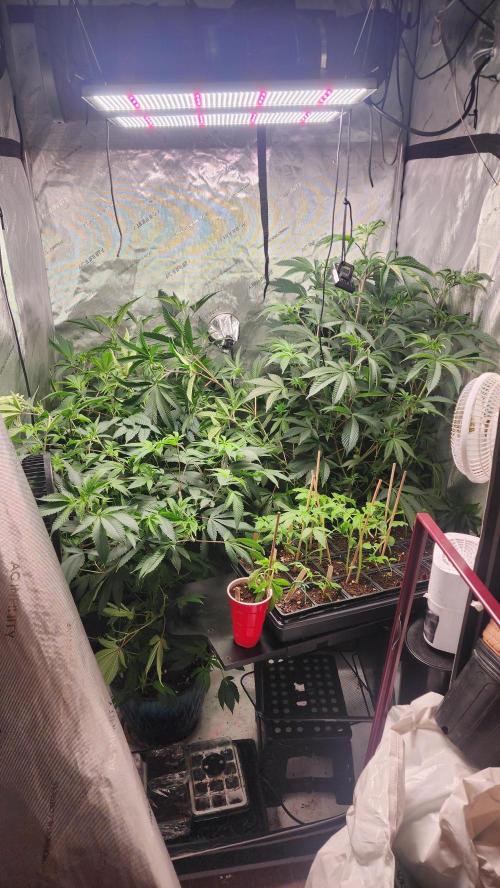 Smokey Joe's Grow. Week 5