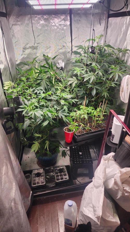 Smokey Joe's Grow. Week 5