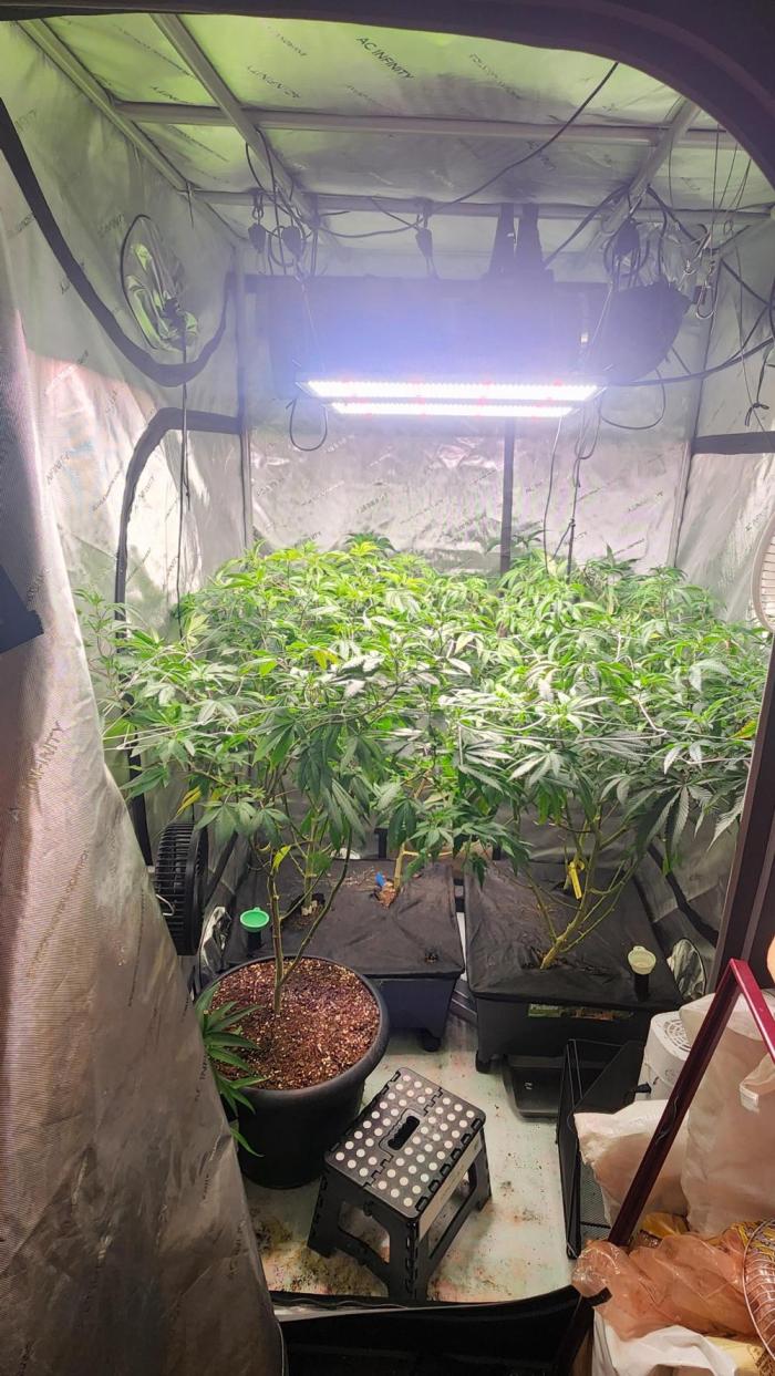Smokey Joe's Grow. Week 10
