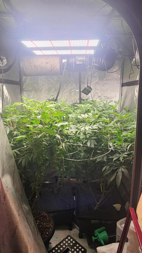 Smokey Joe's Grow. Week 11