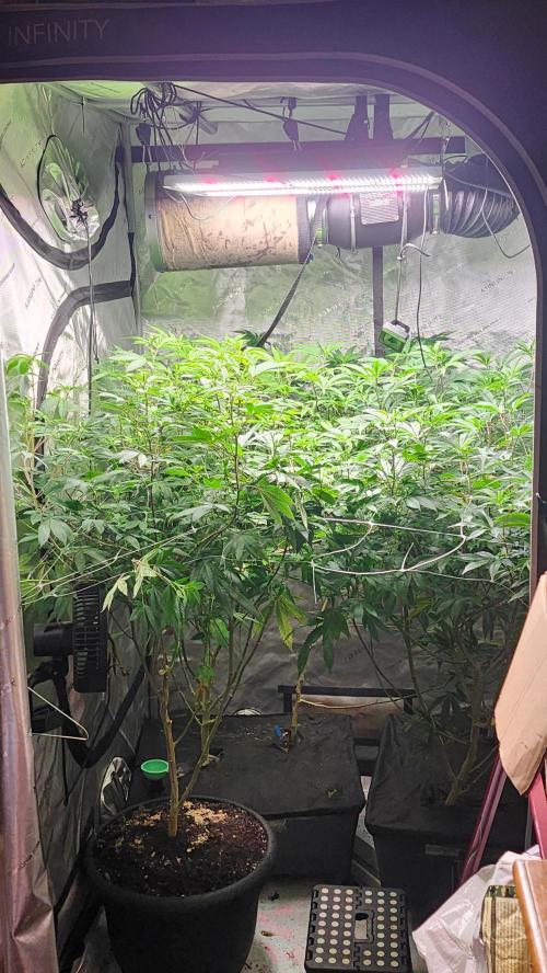 Smokey Joe's Grow. Week 11