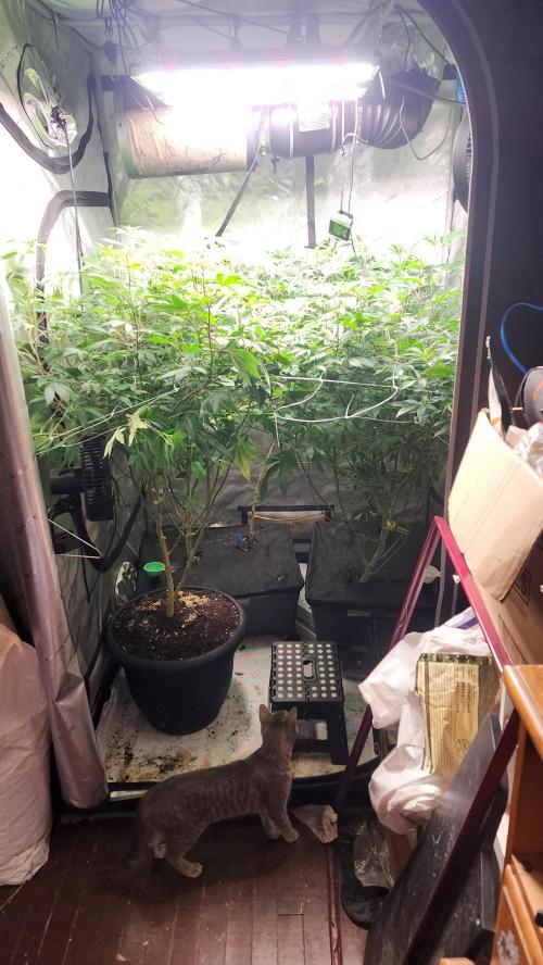 Smokey Joe's Grow. Week 11