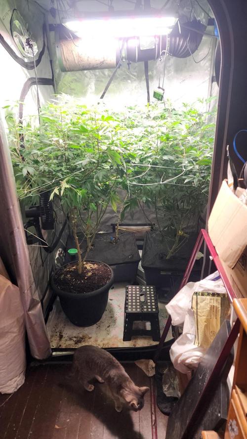 Smokey Joe's Grow. Week 11