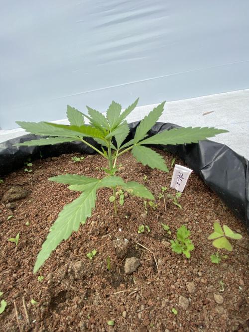 Fast Buds (11 strain) Greenhouse Run. Week 3 - Papaya Cookies