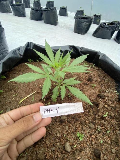 Fast Buds (11 strain) Greenhouse Run. Week 3 - Purple Haze Auto