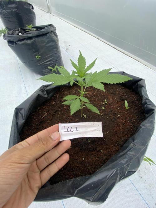 Fast Buds (11 strain) Greenhouse Run. Week 3 - Lemon Cherry Cookies