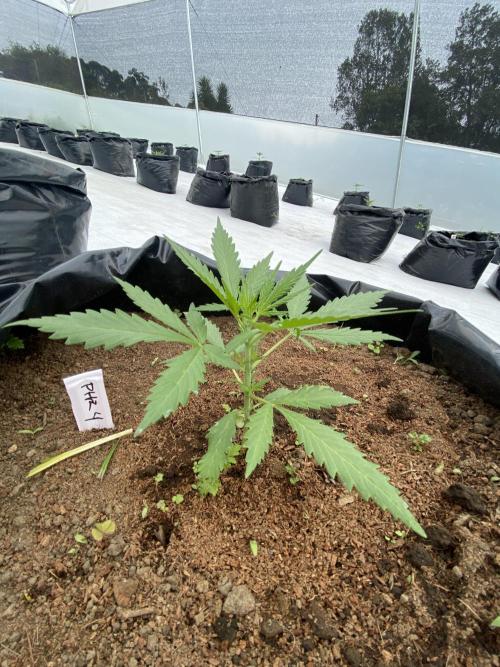 Fast Buds (11 strain) Greenhouse Run. Week 3 - Purple Haze Auto