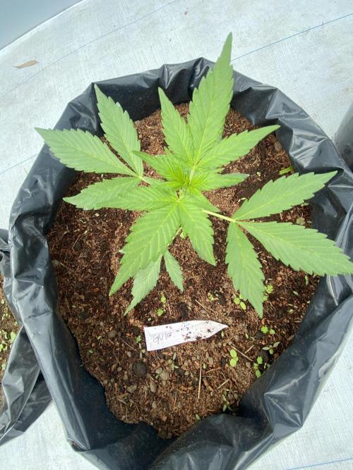 Fast Buds (11 strain) Greenhouse Run. Week 3 - Guava Auto