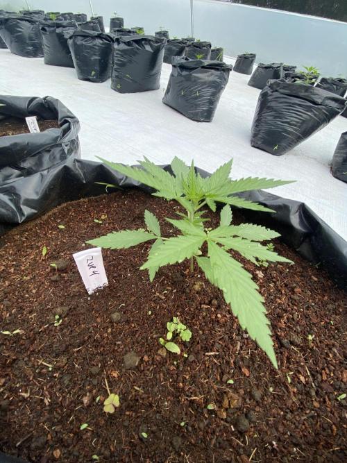 Fast Buds (11 strain) Greenhouse Run. Week 3 - Z-Up Auto