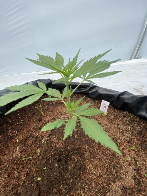 Fast Buds (11 strain) Greenhouse Run. Week 3 - Papaya Cookies