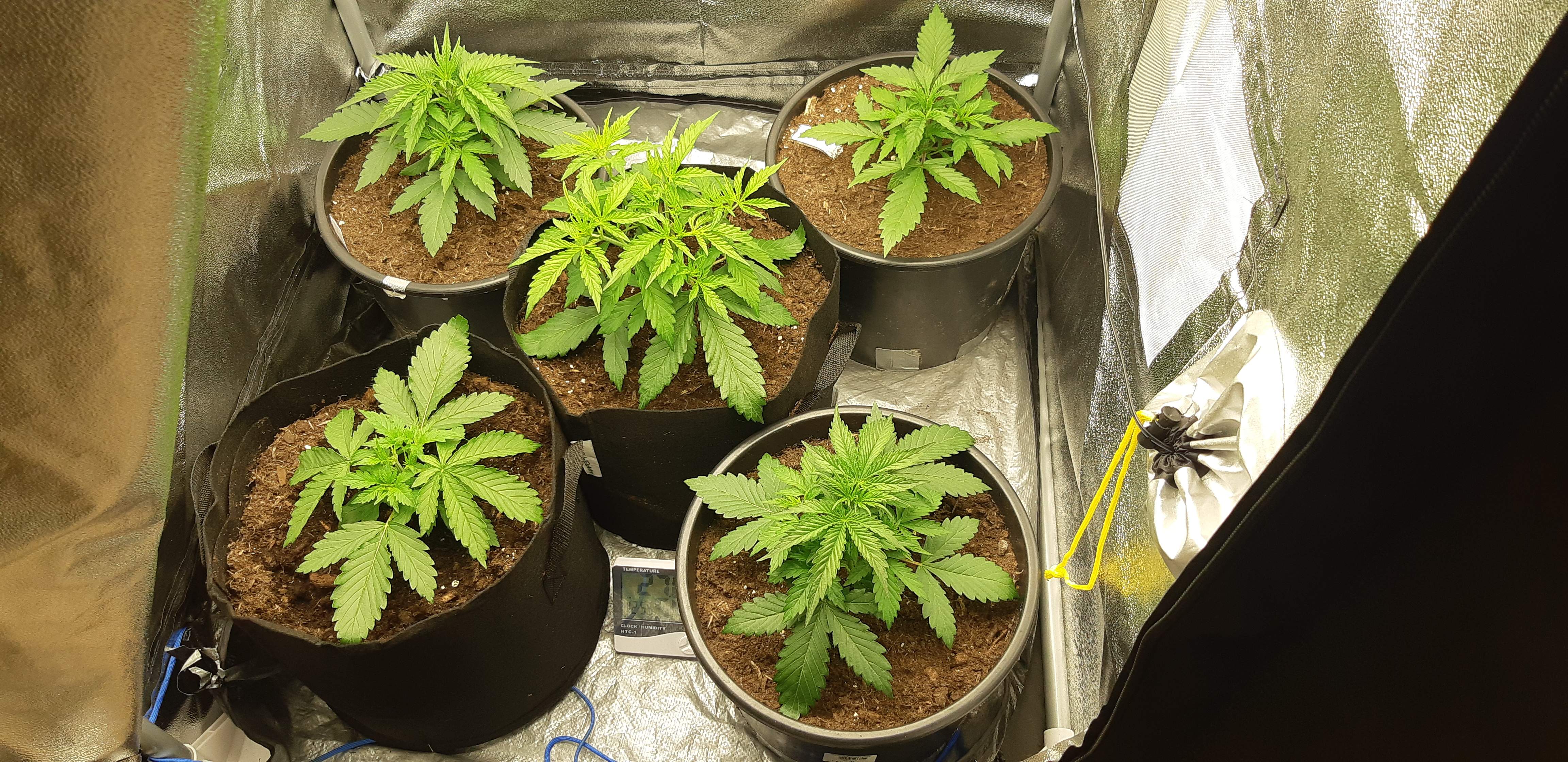 platinum mimosa cookies, Fast Buds Tropicana Cookies Auto, Zamnesia