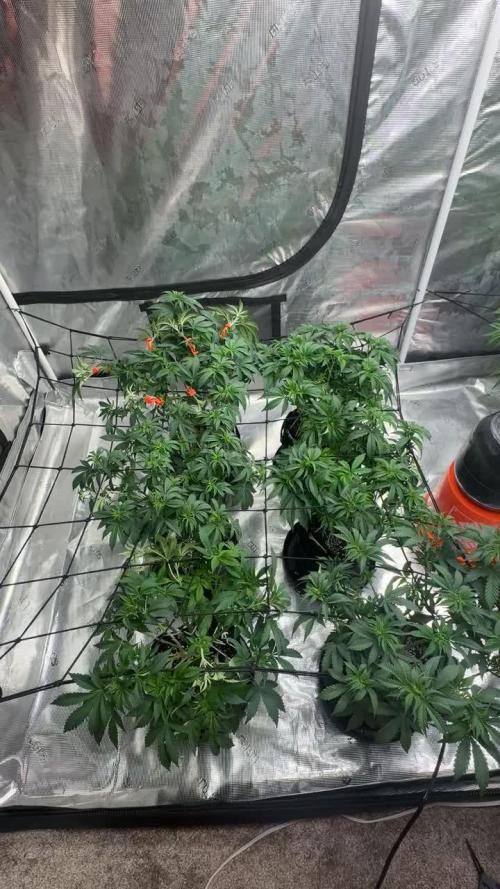 Permanent Pounder 🍔