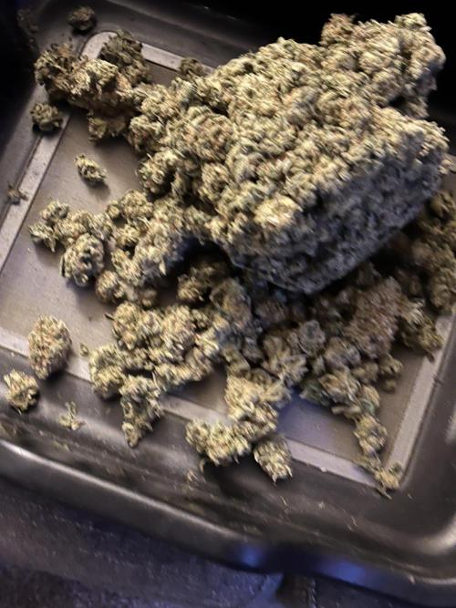 Star Punch 🥊 (Hybrid). Week 10