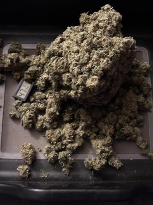 Star Punch 🥊 (Hybrid). Week 10