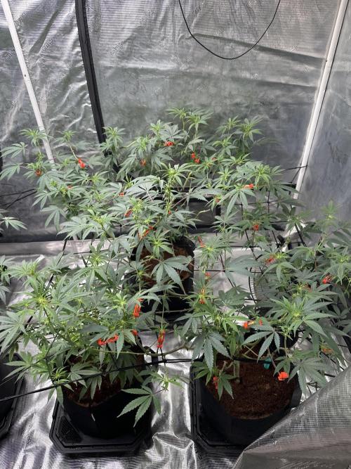 Dairy Queen. Week 9
