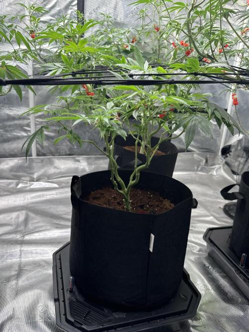 Dairy Queen. Week 9