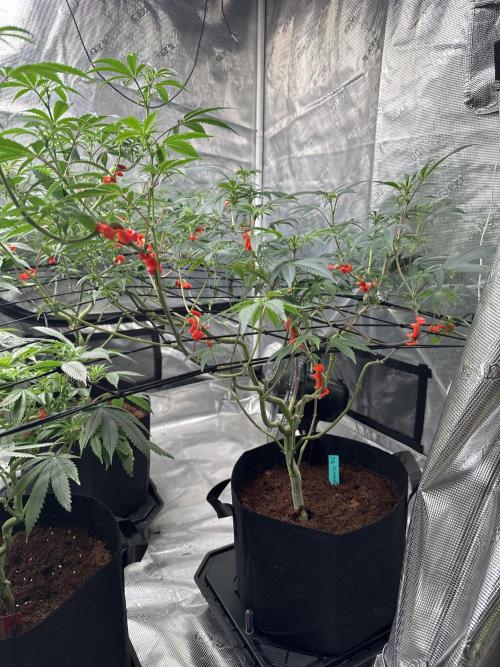 Dairy Queen. Week 9