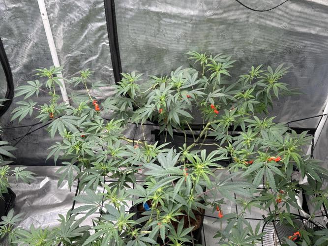 Dairy Queen. Week 9