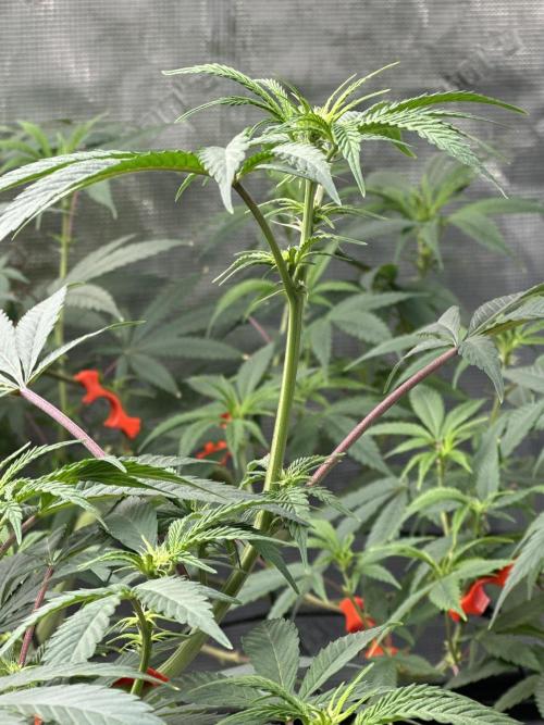 Dairy Queen. Week 9